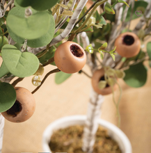 Load image into Gallery viewer, Birch Eucalyptus Topiary SM/LG