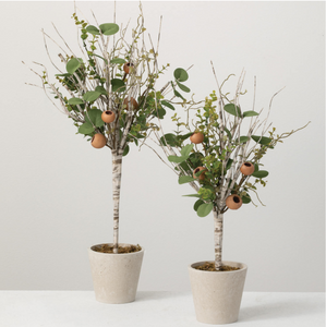 Birch Eucalyptus Topiary SM/LG