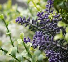 Load image into Gallery viewer, Lavender Herb Bundle