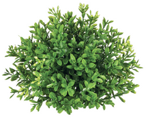 Load image into Gallery viewer, New England Boxwood 1/2 Orb