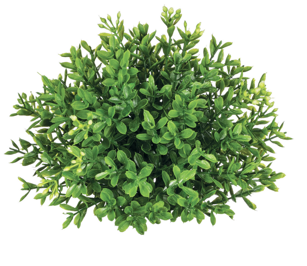 New England Boxwood 1/2 Orb