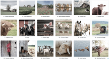 Load image into Gallery viewer, Lonely Cow